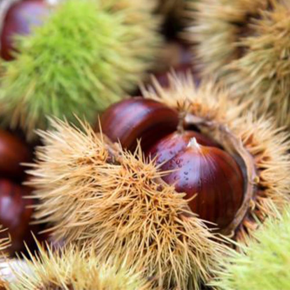 栗の苗木5本/2023年発芽/大粒の栗/幼木/植木/庭木/盆栽