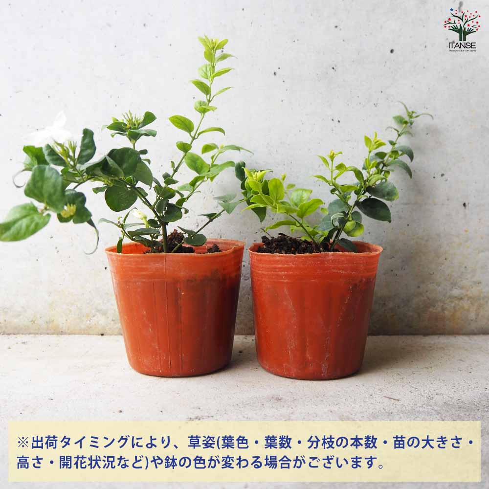 じゃすみん  Panache Women's Underwire Sports Bra - 5021 | eBay