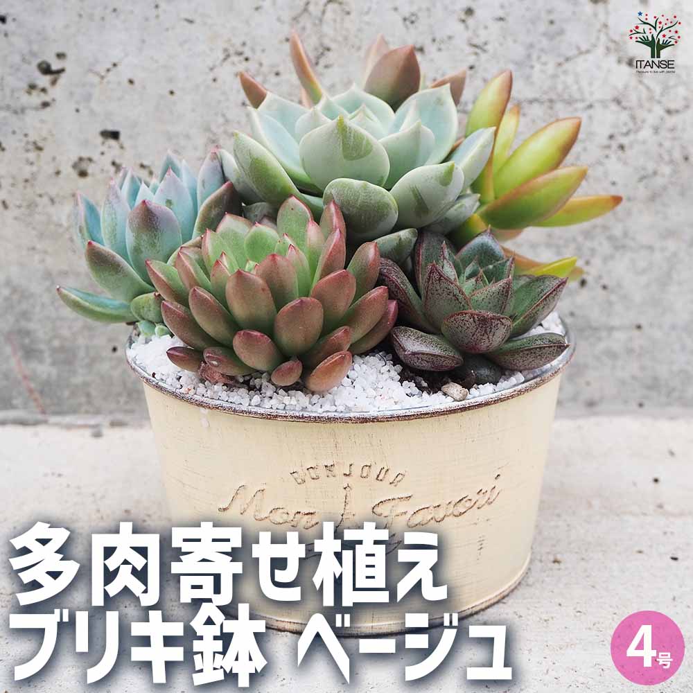 多肉寄植 ブリキ鉢 ベージュ 【多肉植物 4号鉢／1個売り】
