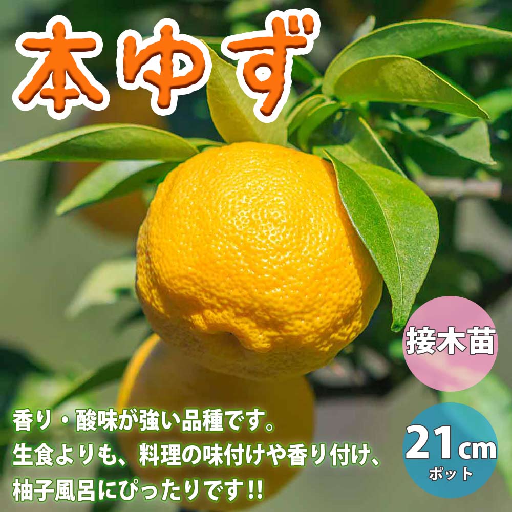 本ゆずの苗木【果樹苗 3年生 接木苗21cmポット／1個】｜ 【植物
