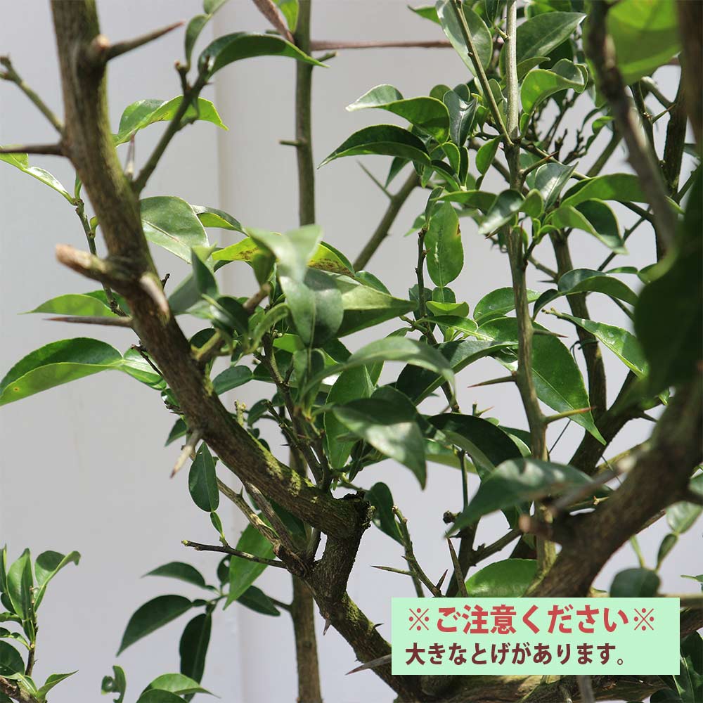 本ゆずの苗木【果樹苗 3年生 接木苗21cmポット／1個】