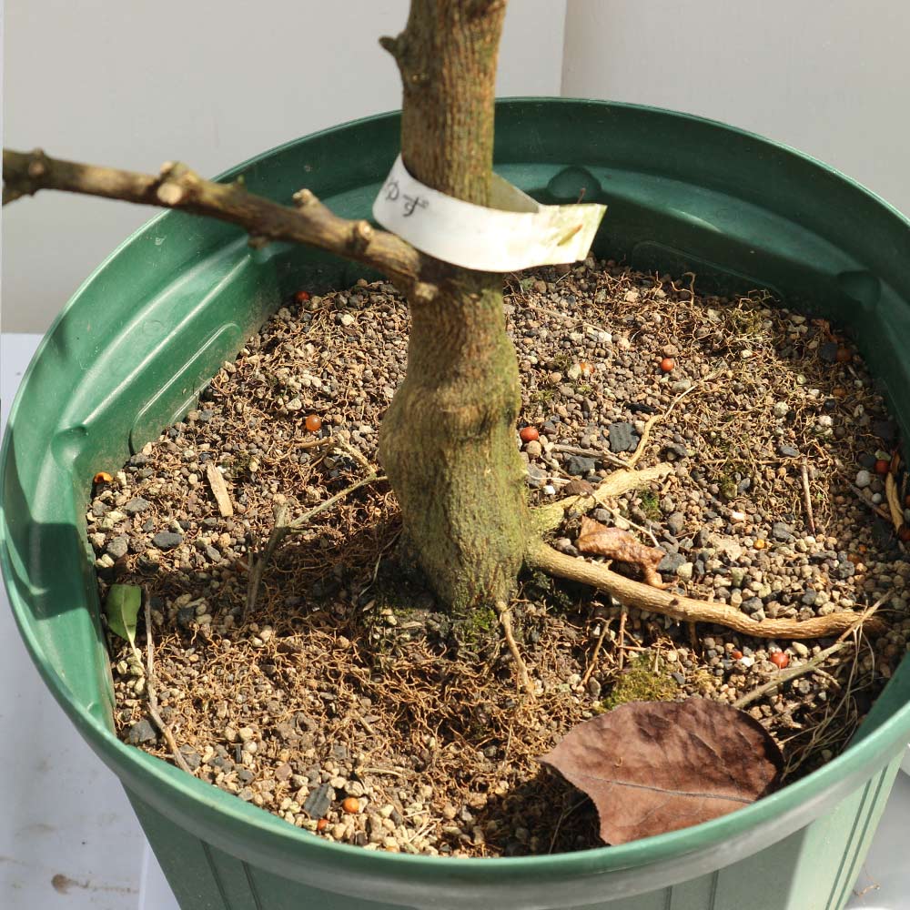 本ゆずの苗木【果樹苗 3年生 接木苗21cmポット／1個】