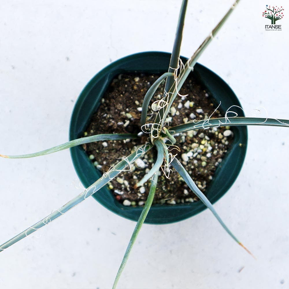 ヘスペラロエ イエロー 5号【観葉植物】｜ 【植物のITANSE】全品