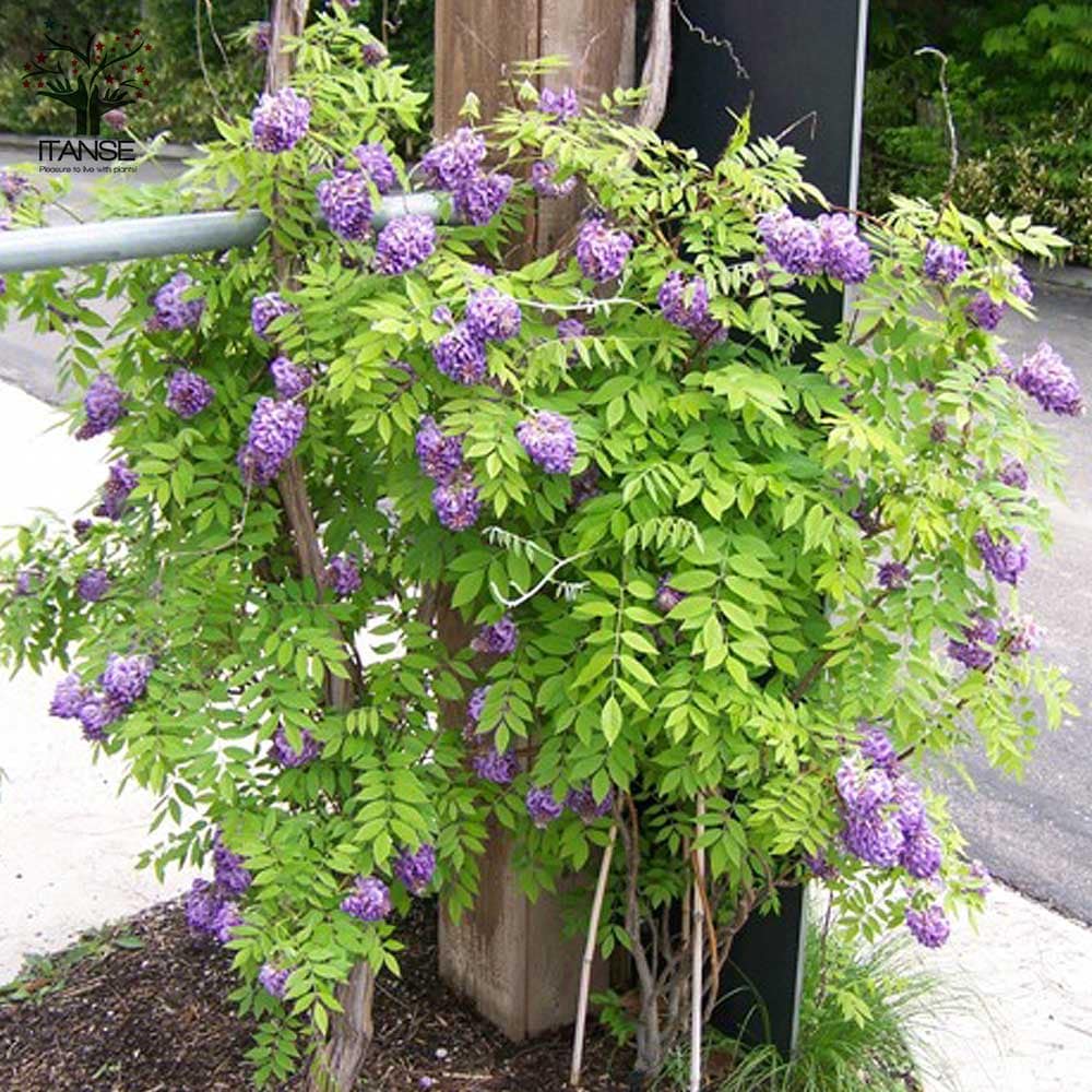 アメリカフジ 苗b