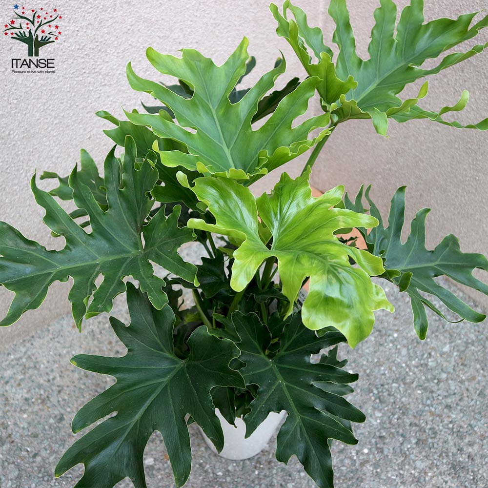 観葉植物 フィロデンドロン・セローム・ホープ 大型【観葉植物 8号プラスチック鉢／1個売り】