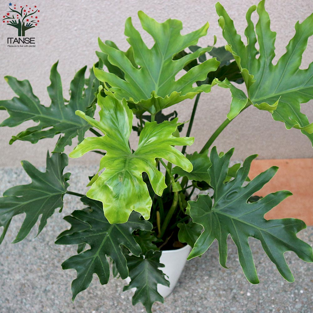 観葉植物 フィロデンドロン・セローム・ホープ 大型【観葉植物 8号プラスチック鉢／1個売り】