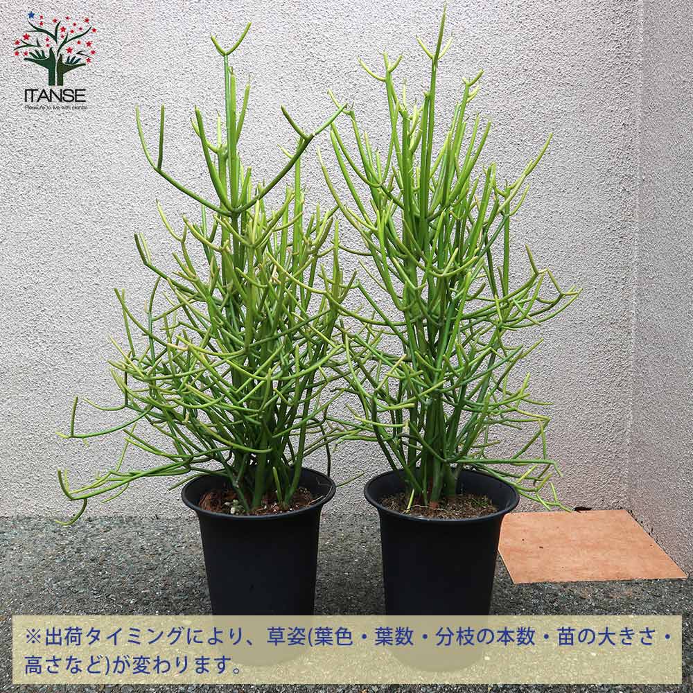 多肉植物の苗木 ミルクブッシュ【多肉植物 21cm／1個売り】