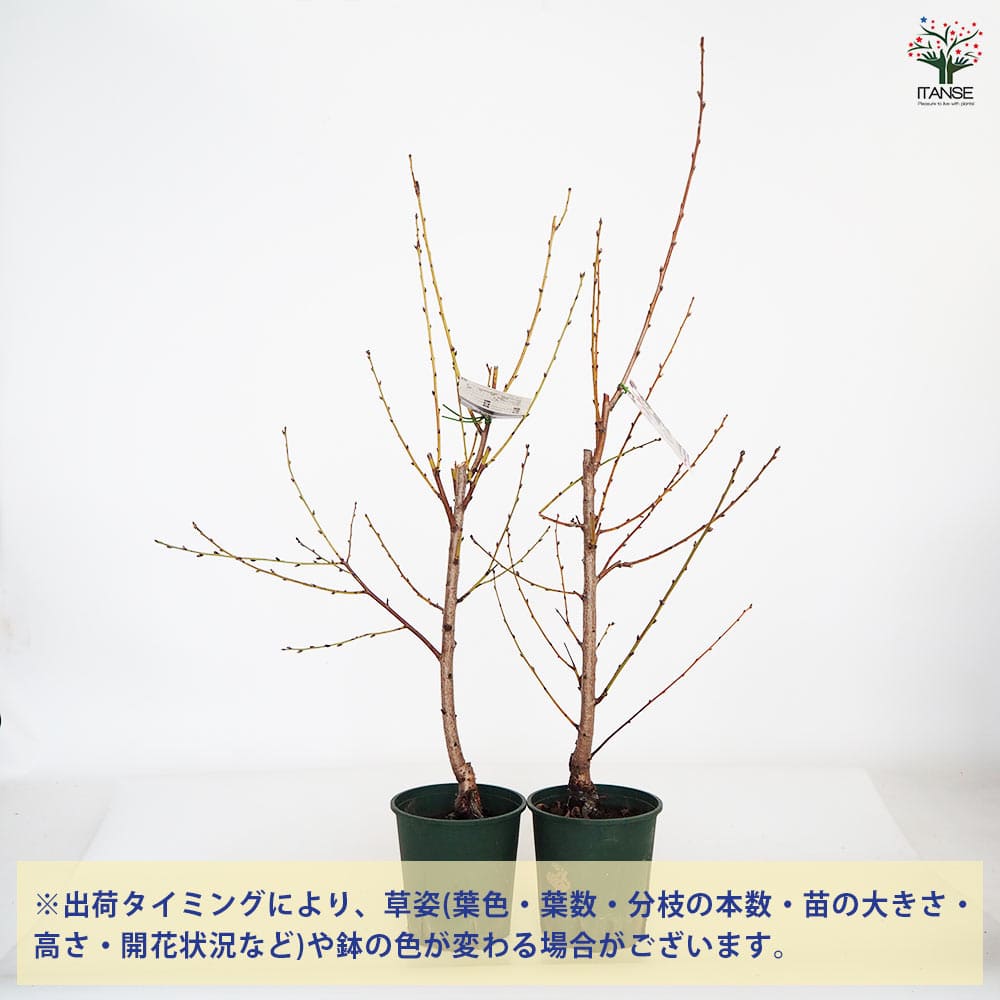 花桃 源平の若木 黒ポット入り 花もも苗木 【公式通販】