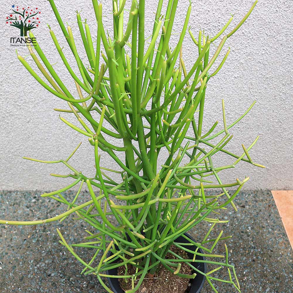 多肉植物の苗木 ミルクブッシュ【多肉植物 21cm／1個売り】