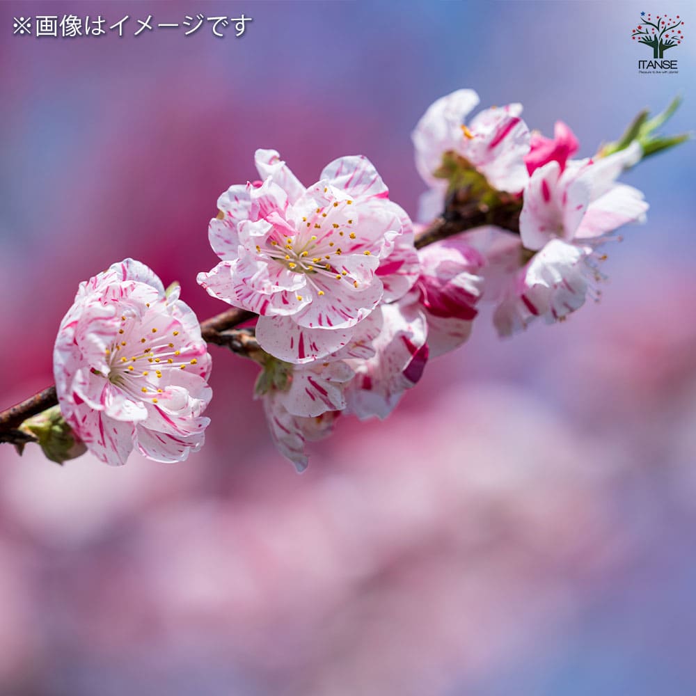 花桃の苗木 立源平桃 【花木苗 6号／1個売り】｜ 【植物のITANSE