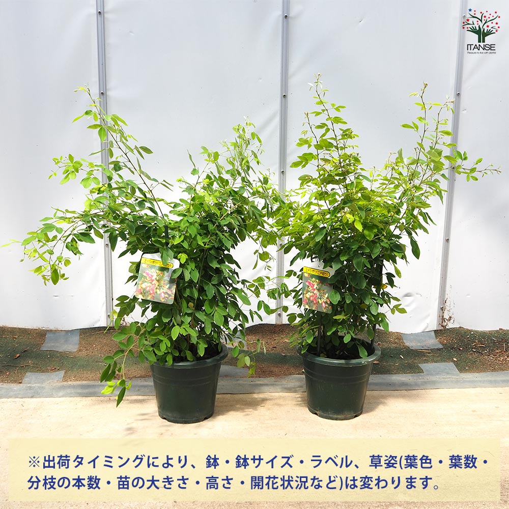 萩 江戸絞り萩 (エドシボリハギ)【庭木 6号鉢／1個売り】｜ 【植物の