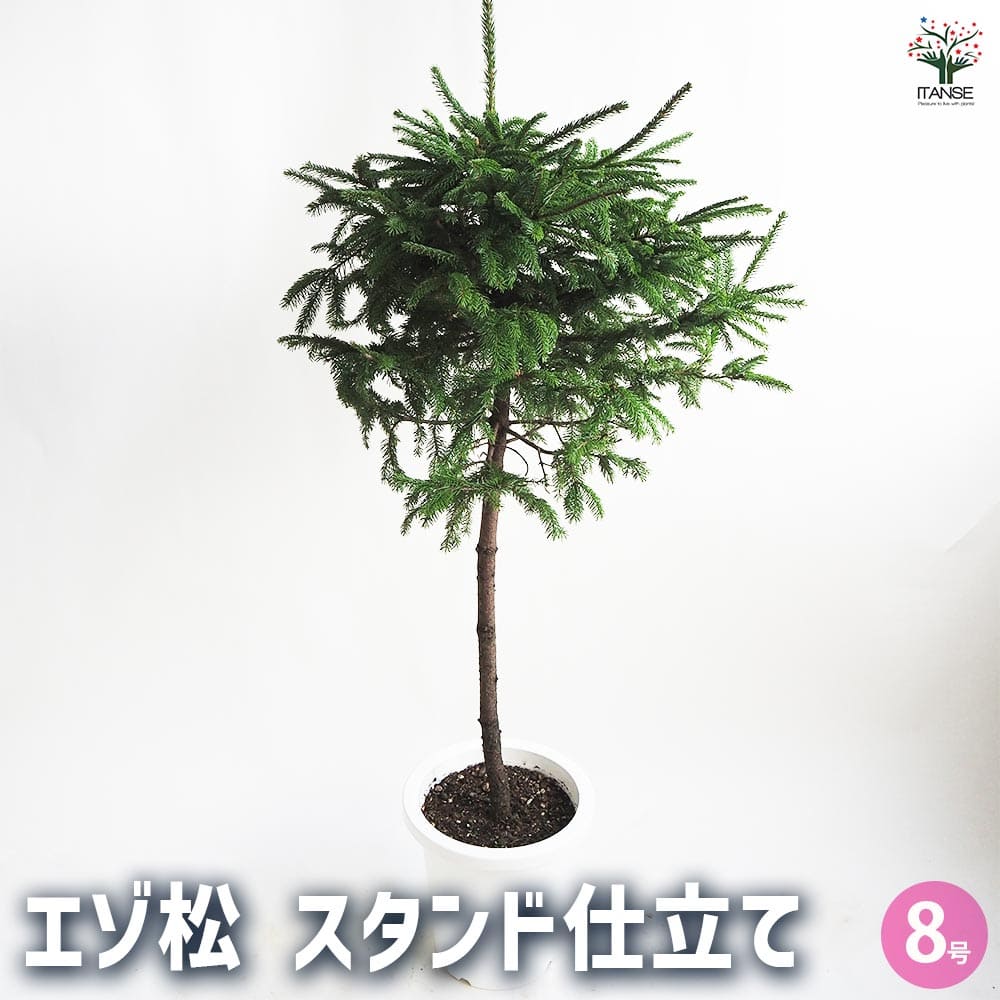 エゾ松 スタンド仕立て 【庭木 8号鉢／1個売り】｜ 【植物の