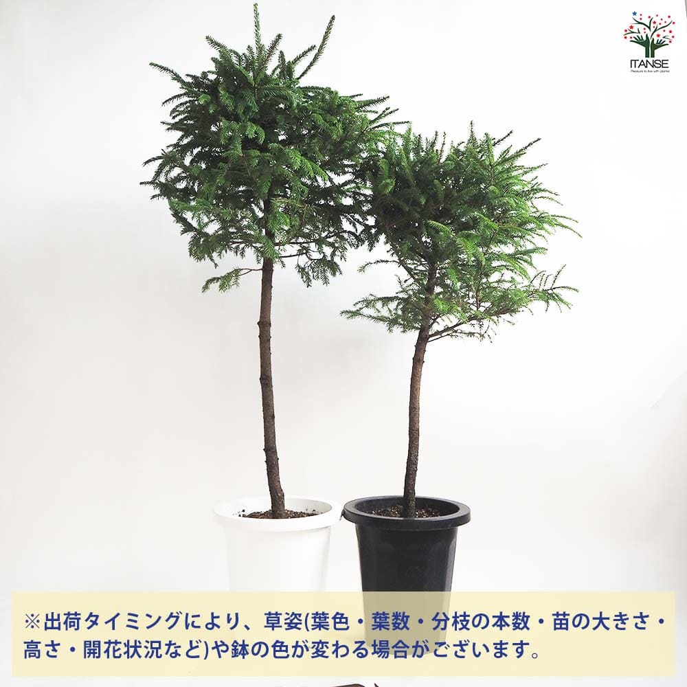 エゾ松 スタンド仕立て 【庭木 8号鉢／1個売り】｜ 【植物の