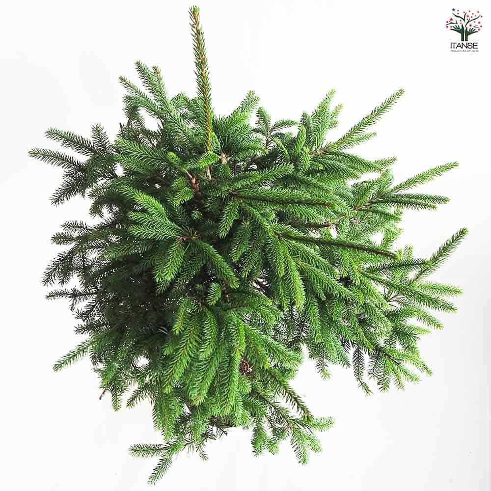 エゾ松 スタンド仕立て 【庭木 8号鉢／1個売り】｜ 【植物の