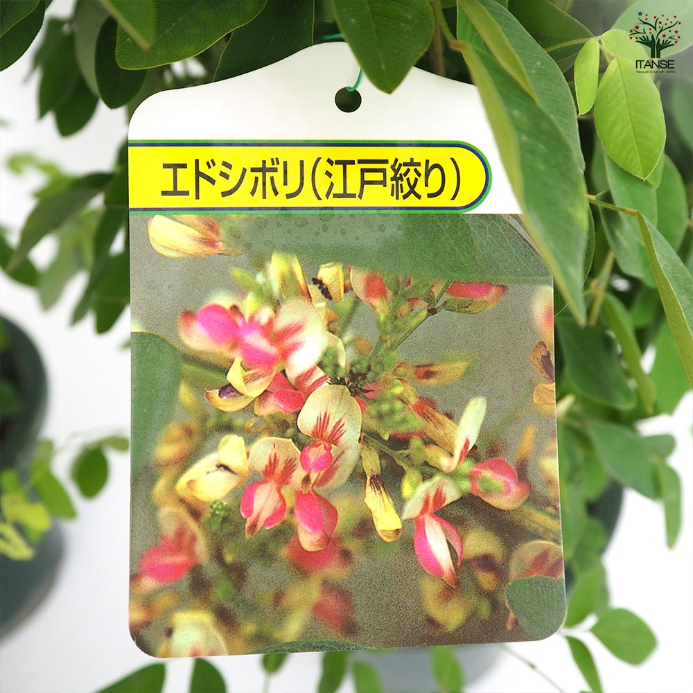 萩 江戸絞り萩 (エドシボリハギ)【庭木 6号鉢／1個売り】｜ 【植物の
