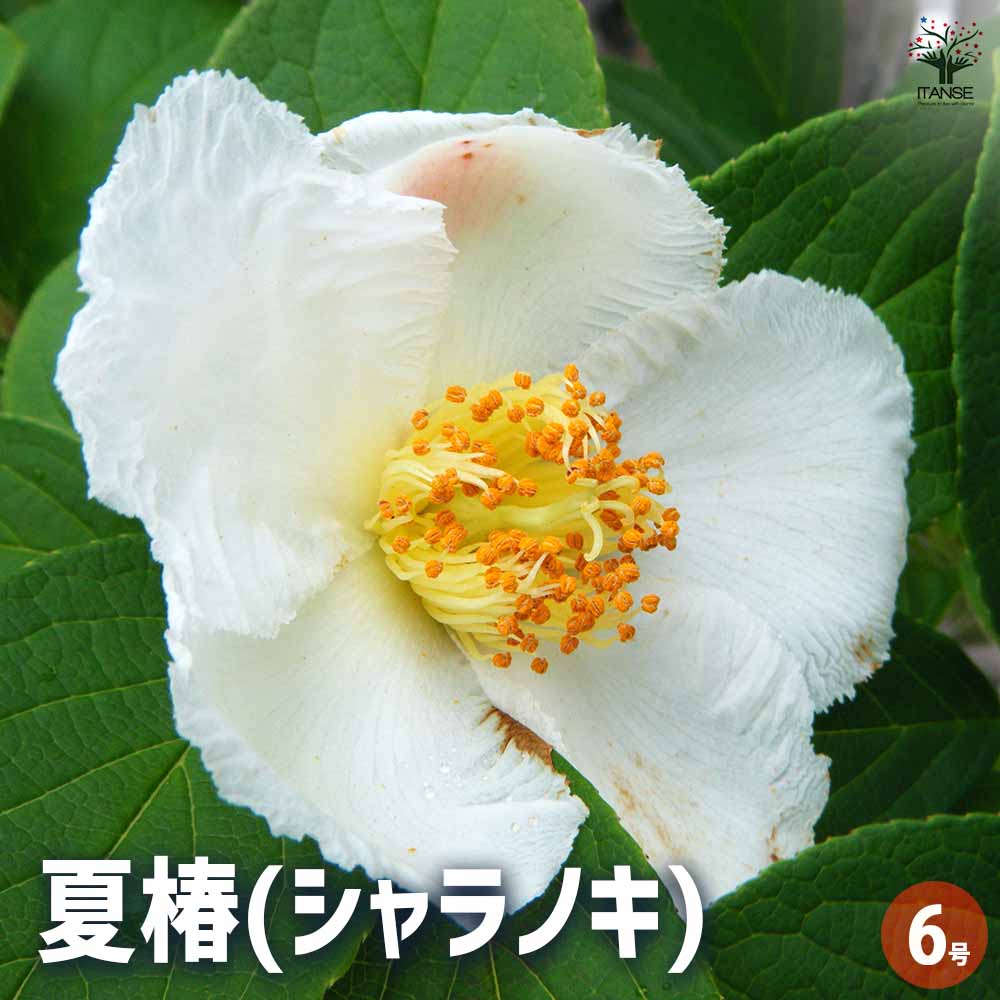 夏椿(シャラノキ) 【花木苗 6号／1個売り】｜ 【植物のITANSE