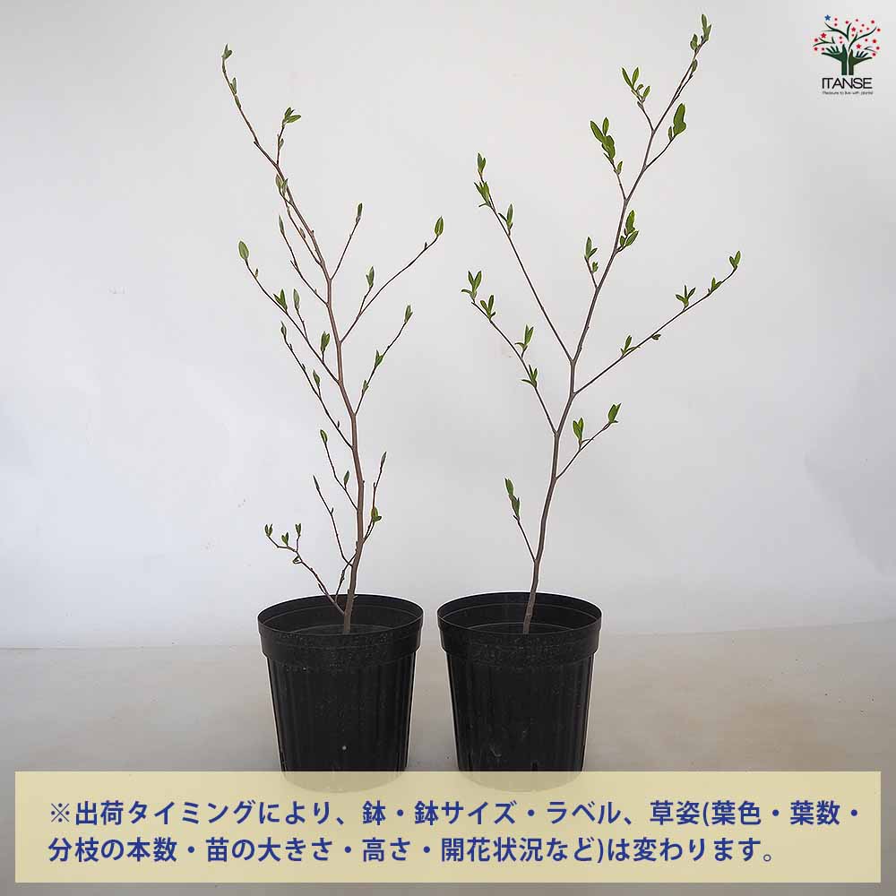 夏椿(シャラノキ) 【花木苗 6号／1個売り】｜ 【植物のITANSE