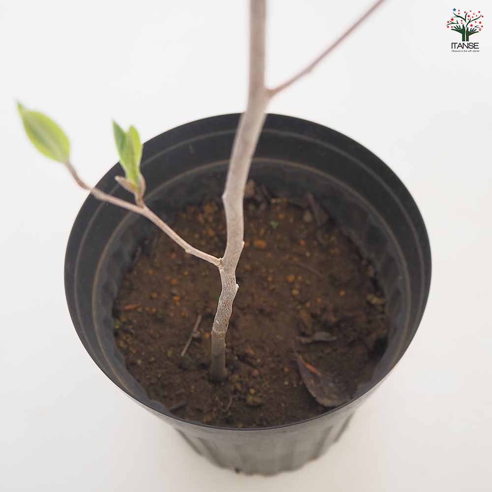 夏椿(シャラノキ) 【花木苗 6号／1個売り】｜ 【植物のITANSE