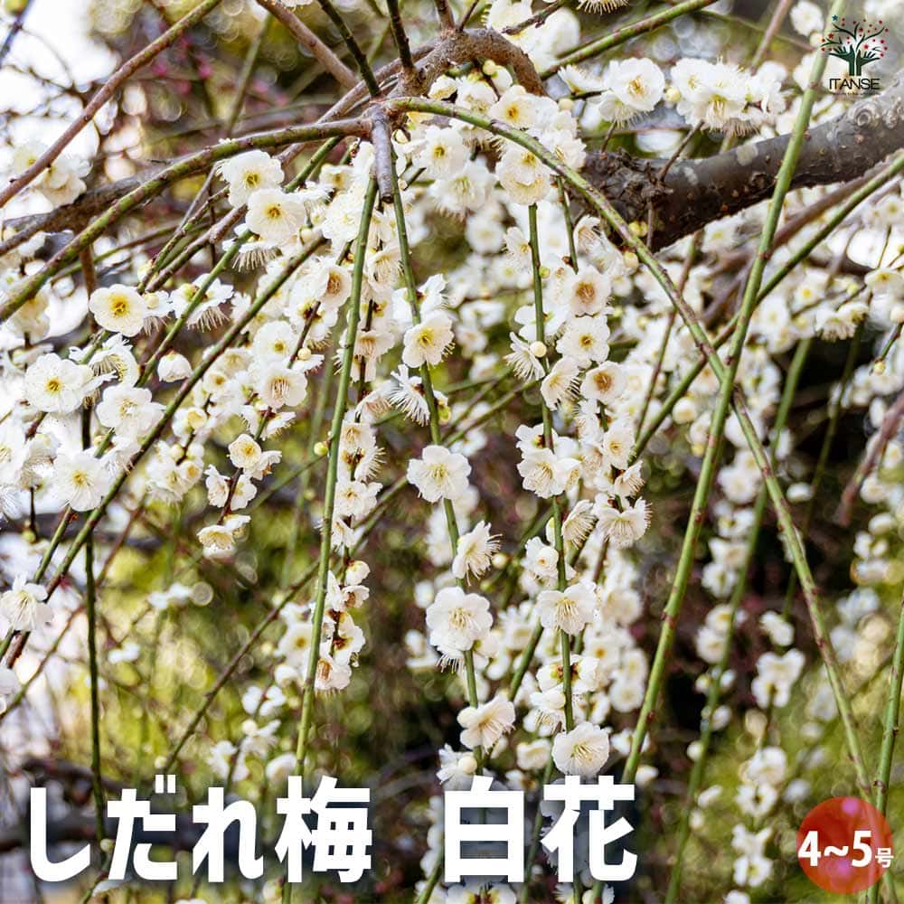 梅の苗木 しだれ梅 白花 【花木苗 4～5号／1個売り】｜ 【植物の