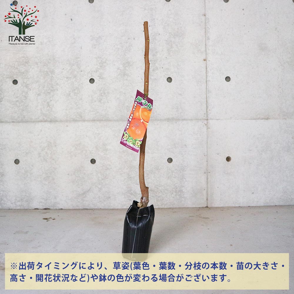柿の苗木 禅寺丸(ぜんじまる)【果樹苗／12～15cmポット接木苗／1個売り