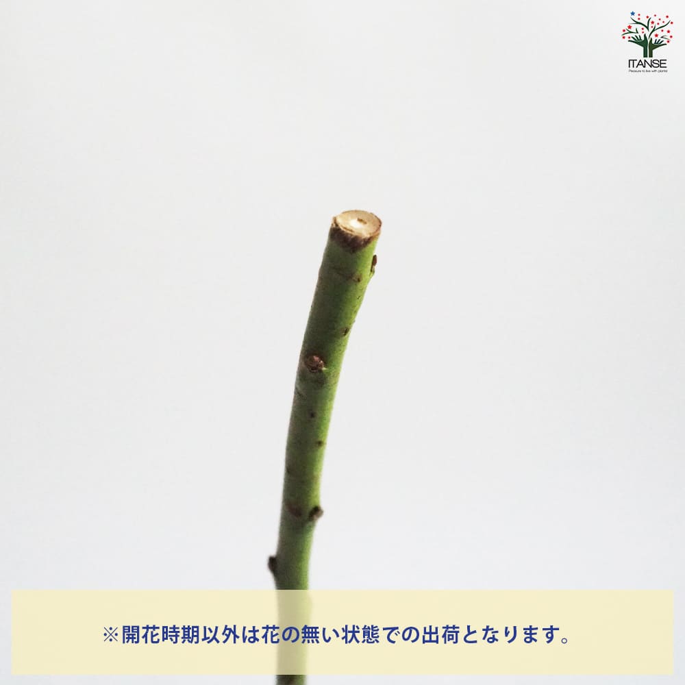 梅の苗木 しだれ梅 白花 【花木苗 4～5号／1個売り】｜ 【植物の