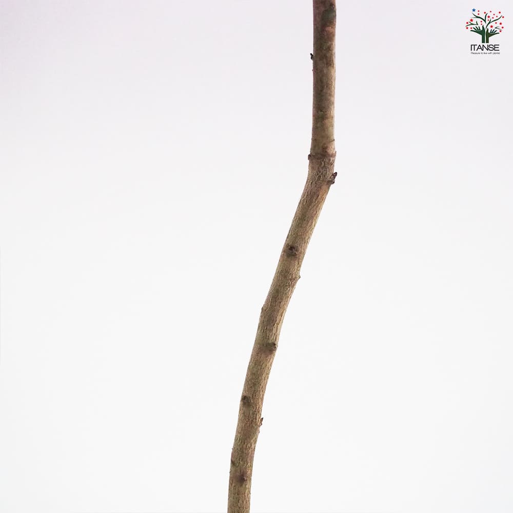 梅の苗木 しだれ梅 白花 【花木苗 4～5号／1個売り】｜ 【植物の