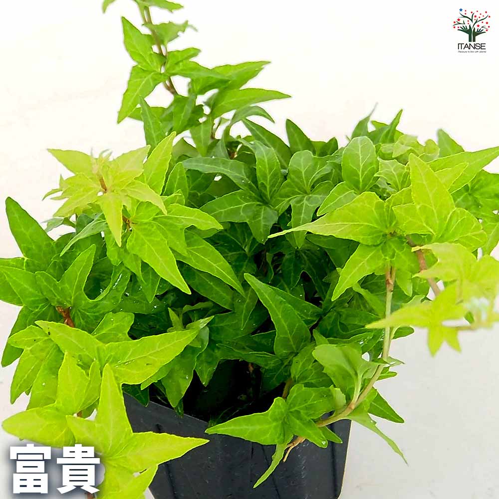 斑入り　ヘデラ　コリブリ　苗　観葉植物 ヘデラ 斑入り系【観葉植物 3.5号】｜ 【植物のITANSE】全品送料