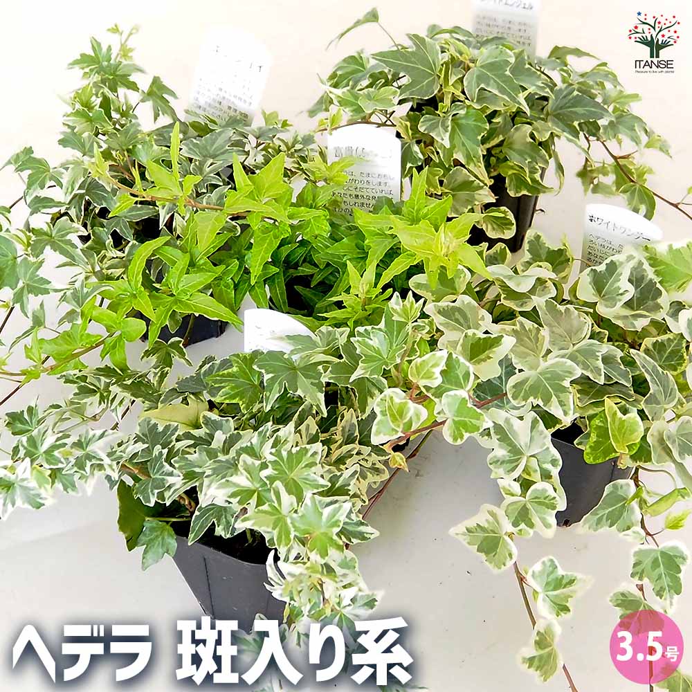 ヘデラ　コリブリ　斑入り　カット苗　観葉植物 ヘデラ 斑入り系【観葉植物 3.5号】｜ 【植物のITANSE】全品送料