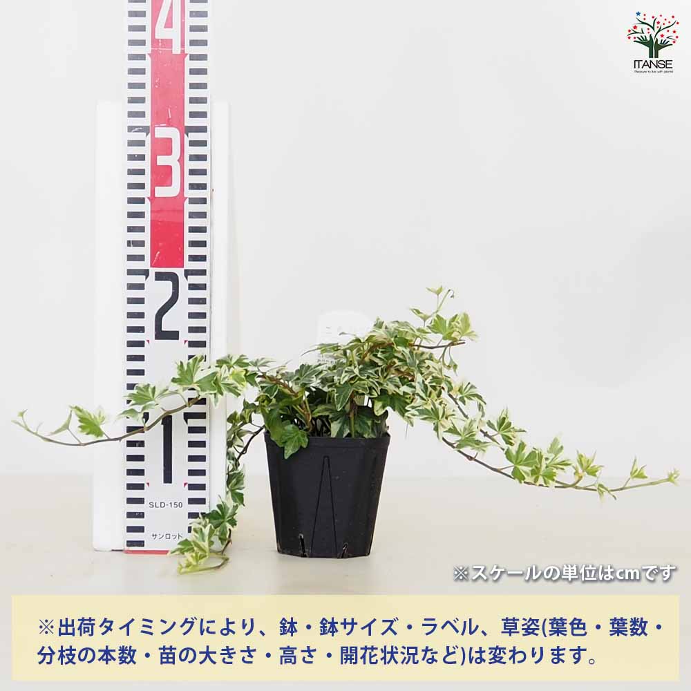 ヘデラ 斑入り系【観葉植物 3.5号】｜ 【植物のITANSE】全品送料