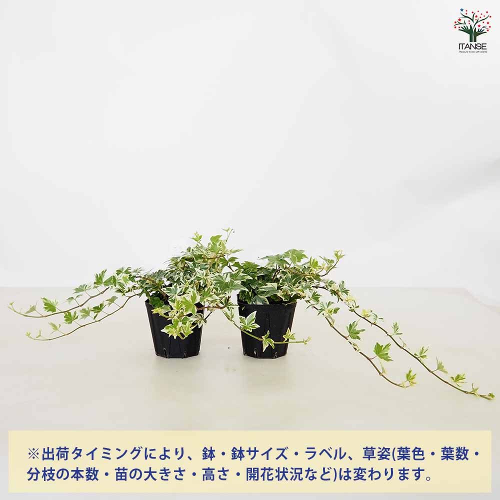 ヘデラ 斑入り系【観葉植物 3.5号】｜ 【植物のITANSE】全品送料
