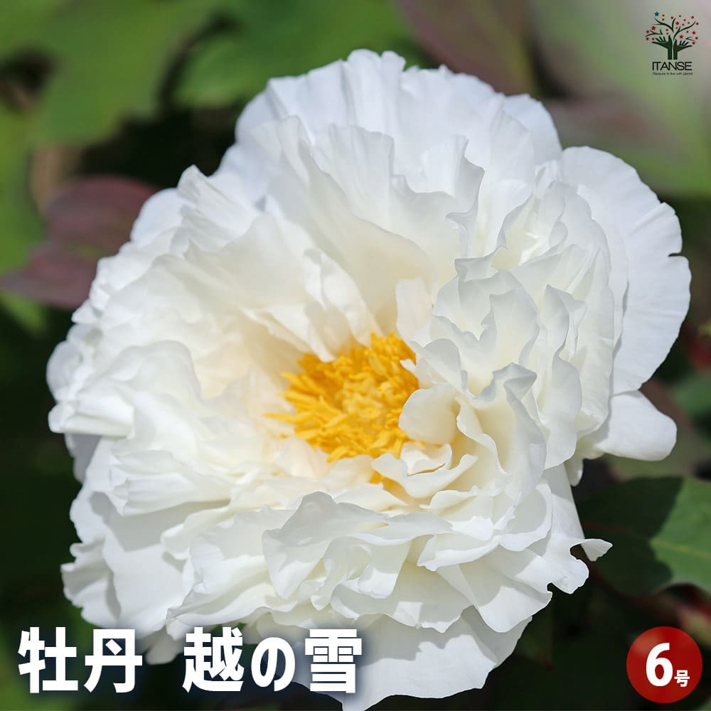 牡丹 越の雪 【花苗 6号／1個売り】｜ 【植物のITANSE】全品送料