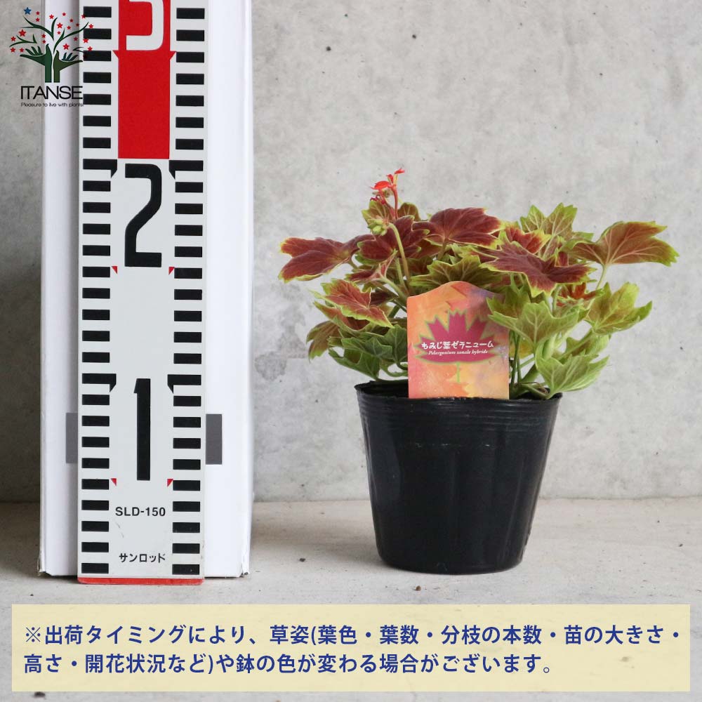 もみじ葉ゼラニューム 【花苗 3.5号ポット苗／1個売り】