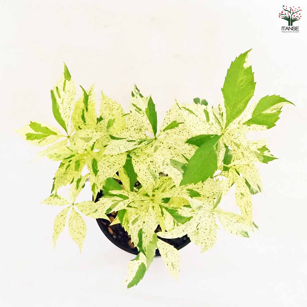 アメリカヅタ 【花木苗 4号】｜ 【植物のITANSE】全品送料無料