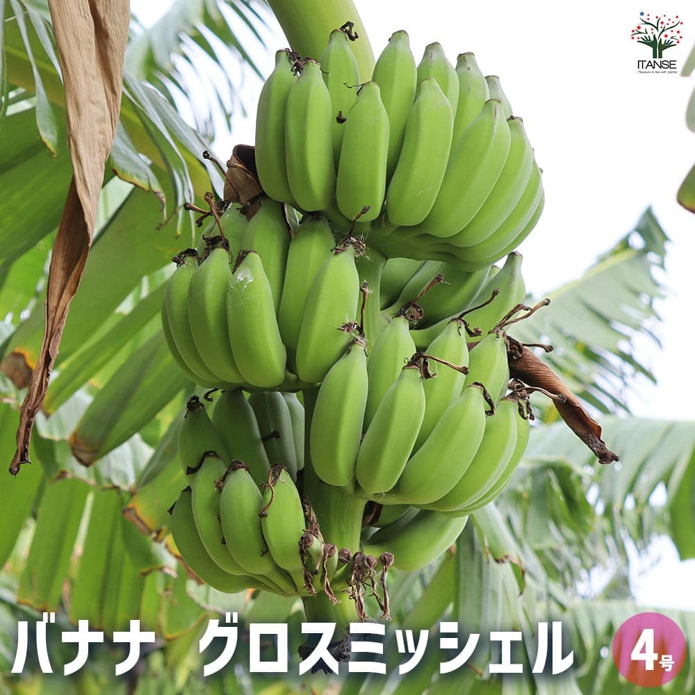 コウジ バナナ苗 バナナの苗 グロスミッシェル 【果樹の苗 4号／1個売り