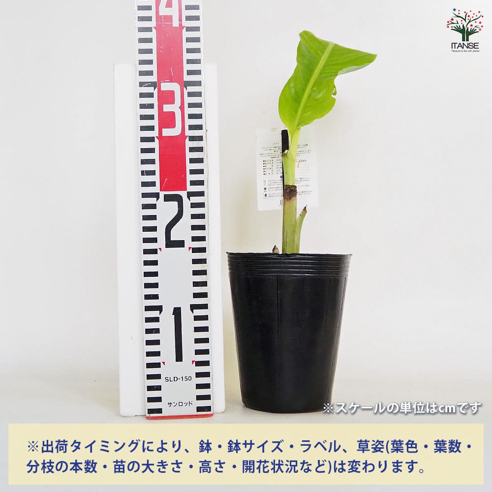 バナナの苗 グロスミッシェル 【果樹の苗 4号／1個売り】