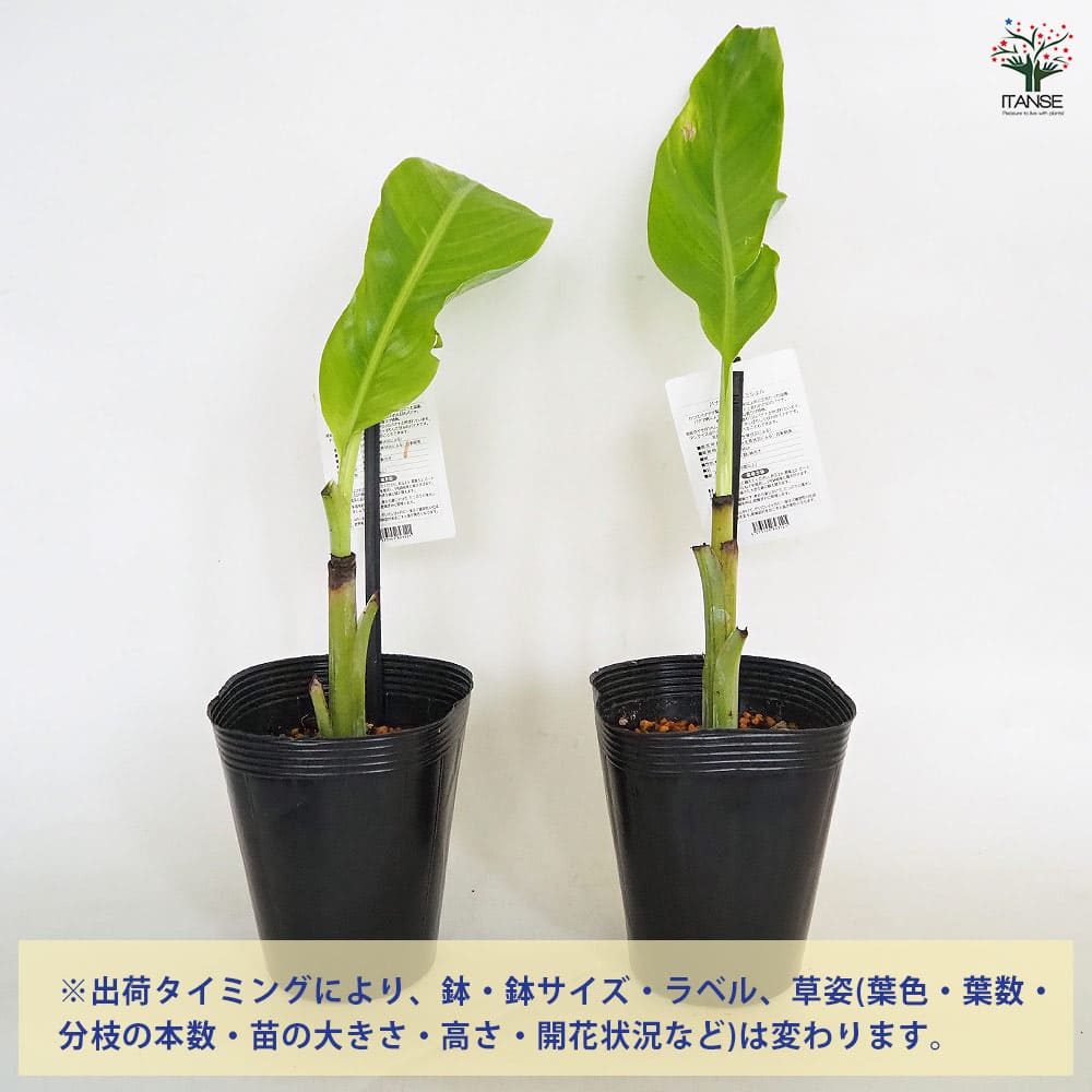 バナナの苗 グロスミッシェル 【果樹の苗 4号／1個売り
