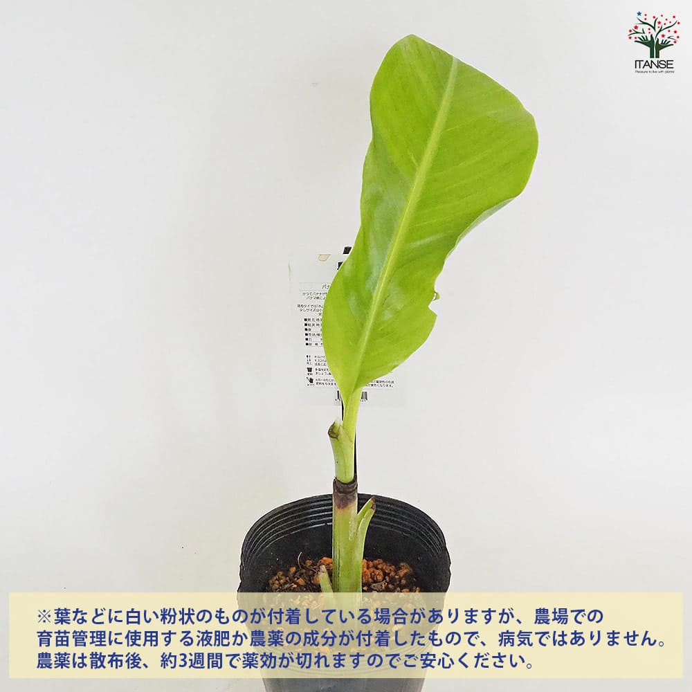 バナナの苗 グロスミッシェル 【果樹の苗 4号／1個売り】｜ 【植物の