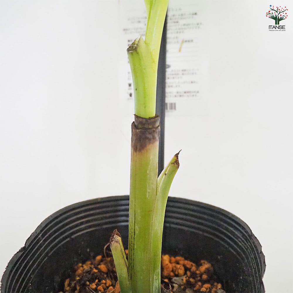 バナナの苗 グロスミッシェル 【果樹の苗 4号／1個売り】