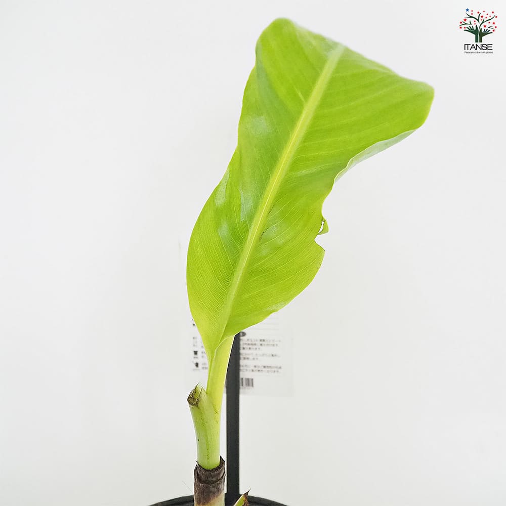 バナナの苗 グロスミッシェル 【果樹の苗 4号／1個売り】