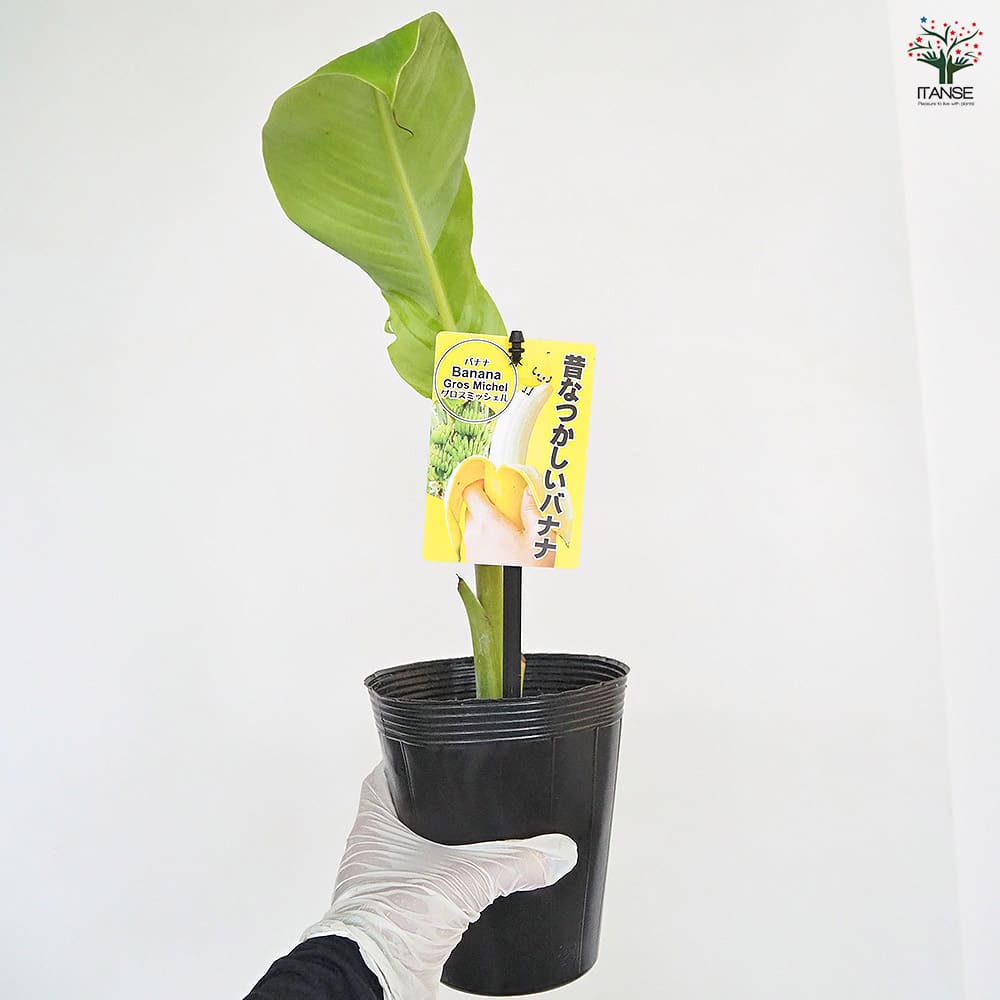 バナナの苗 グロスミッシェル 【果樹の苗 4号／1個売り】｜ 【植物の