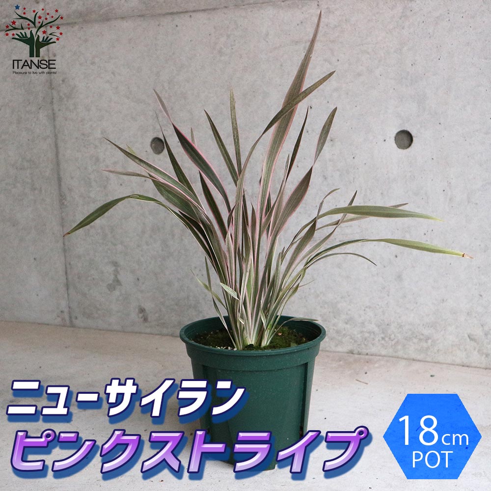 ニューサイラン・ピンクストライプ【観葉植物 6号鉢 カラーリーフ／1個