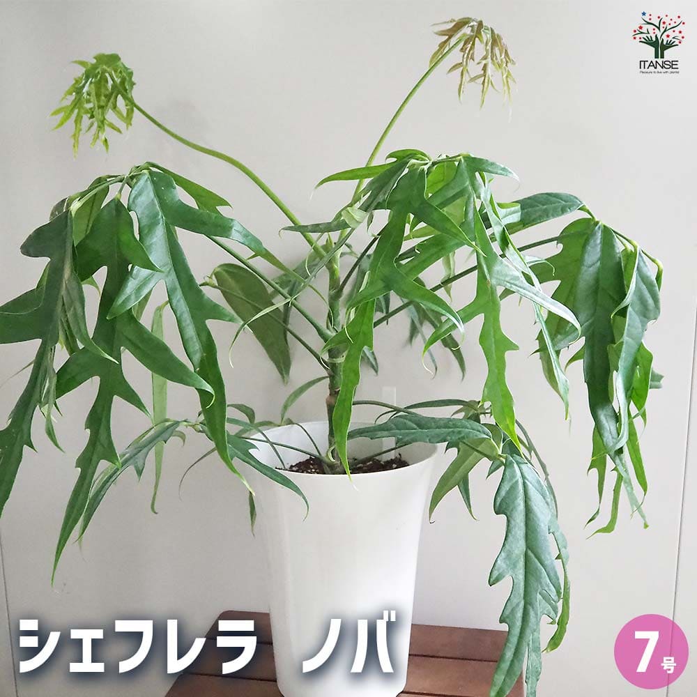 シェフレラ ノバ 【観葉植物 7号／1個売り】｜ 【植物のITANSE