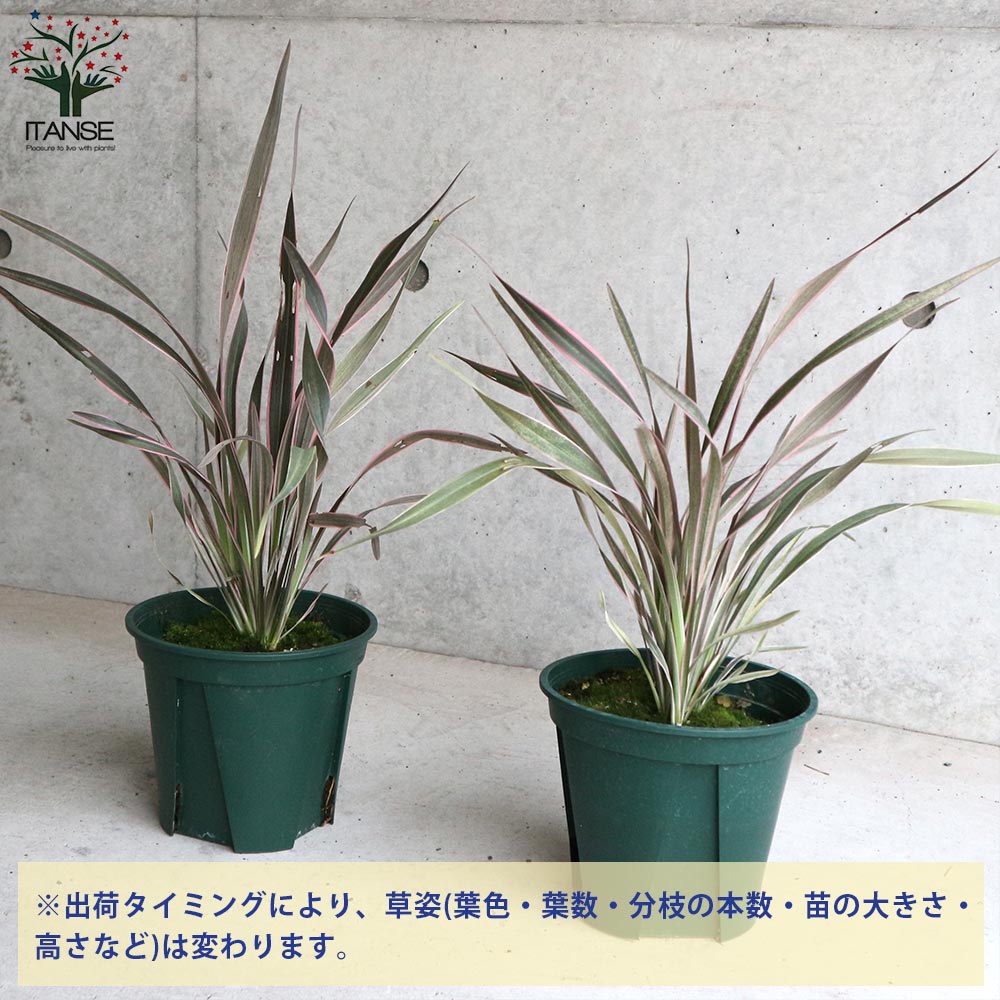 ニューサイラン・ピンクストライプ【観葉植物 6号鉢 カラーリーフ／1個売り】