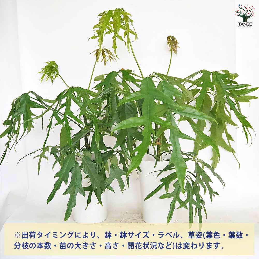 シェフレラ ノバ 【観葉植物 7号／1個売り】｜ 【植物の