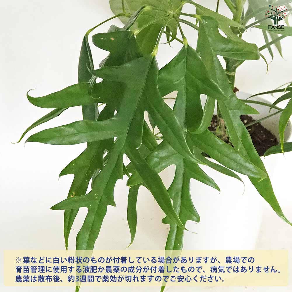 シェフレラ ノバ 【観葉植物 7号／1個売り】｜ 【植物の