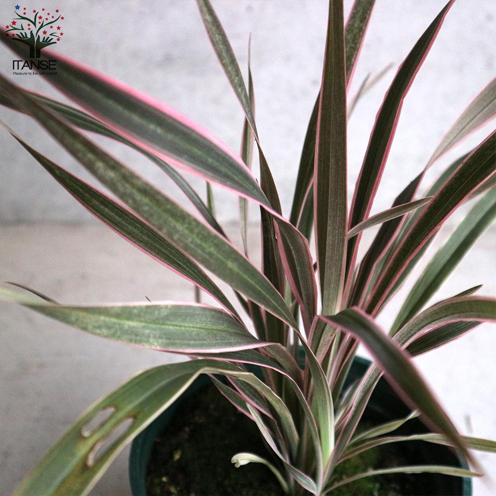 ニューサイラン・ピンクストライプ【観葉植物 6号鉢 カラーリーフ／1個売り】