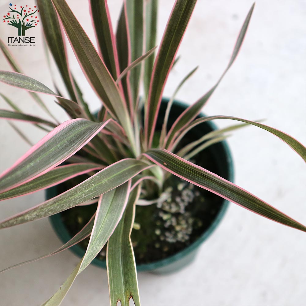 ニューサイラン・ピンクストライプ【観葉植物 6号鉢 カラーリーフ／1個売り】