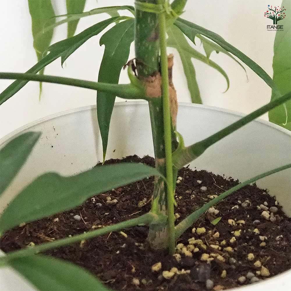 シェフレラ ノバ 【観葉植物 7号／1個売り】｜ 【植物のITANSE