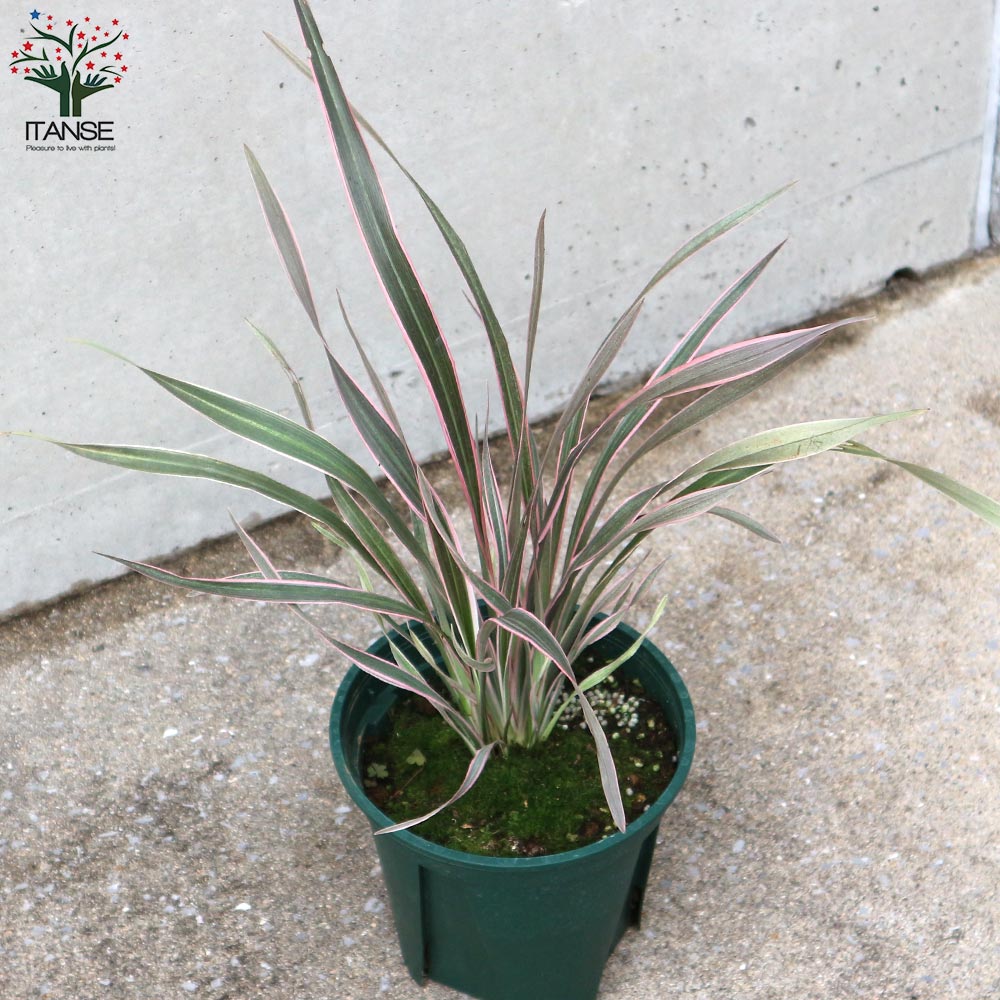 ニューサイラン・ピンクストライプ【観葉植物 6号鉢 カラーリーフ／1個売り】