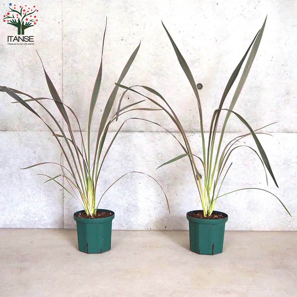 ニューサイラン・ピンクストライプ【観葉植物 6号鉢 カラーリーフ／1個売り】